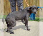 Small #2 American Staffordshire Terrier-Weimaraner Mix
