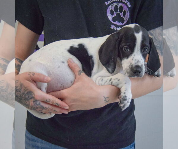 Medium Photo #2 Beagle-Brittany Mix Puppy For Sale in Huntley, IL, USA