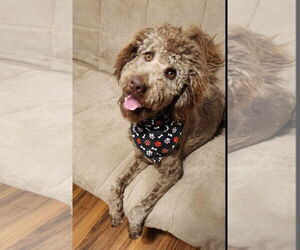 Medium Aussiedoodle