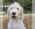 Small Photo #3 Labradoodle-Poodle (Standard) Mix Puppy For Sale in LINDEN, TN, USA