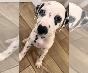 Dalmatian Puppy for sale in TAMPA, FL, USA