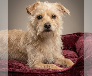 Mutt Dogs for adoption in Vail, AZ, USA
