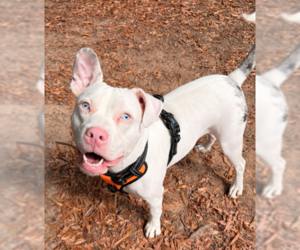 Yuki - Female American Bulldog-Unknown Mix Dog for Adoption - Photo #3