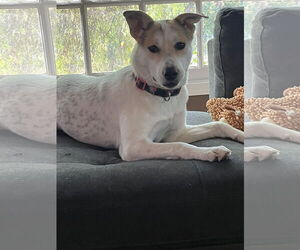 Medium Huskies  Mix