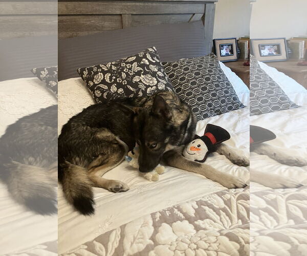 Medium Photo #3 Siberian Husky Puppy For Sale in Cedar Crest, NM, USA