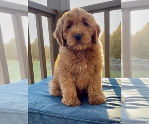 Medium Goldendoodle (Miniature)