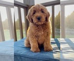Puppy Leo Goldendoodle (Miniature)