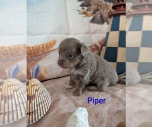 Chihuahua Puppy for sale in LEBANON, PA, USA