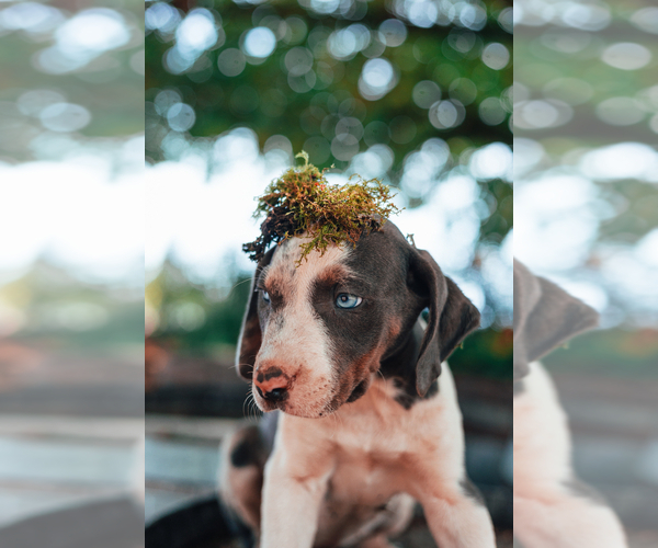 Medium Photo #3 Catahoula Leopard Dog Puppy For Sale in WILSONVILLE, OR, USA