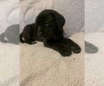 Small Photo #2 Mastiff Puppy For Sale in VILLA RICA, GA, USA