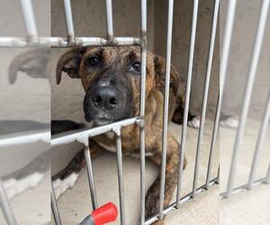 Anatolian Shepherd-Unknown Mix Dogs for adoption in Oklahoma City, OK, USA