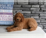 Small Photo #4 Poodle (Standard) Puppy For Sale in MILLERSBURG, OH, USA
