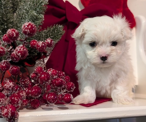 Medium Photo #10 Maltese Puppy For Sale in GOSHEN, IN, USA