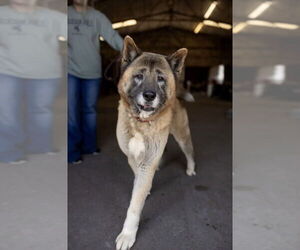 Akita Dogs for adoption in Pottstown, PA, USA