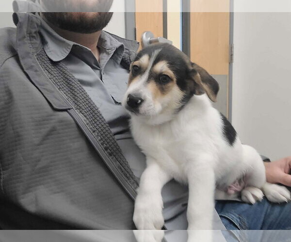 Medium Photo #2 Labrador Retriever-Unknown Mix Puppy For Sale in Holly Springs, NC, USA