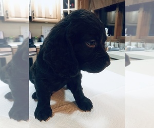 Boykin Spaniel Puppy for sale in HAMBURG, NY, USA