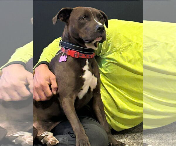 Medium Photo #5 American Pit Bull Terrier-Unknown Mix Puppy For Sale in New London, WI, USA