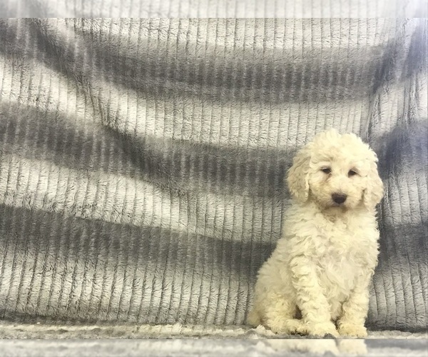 Medium Photo #1 Poodle (Standard) Puppy For Sale in CHETEK, WI, USA