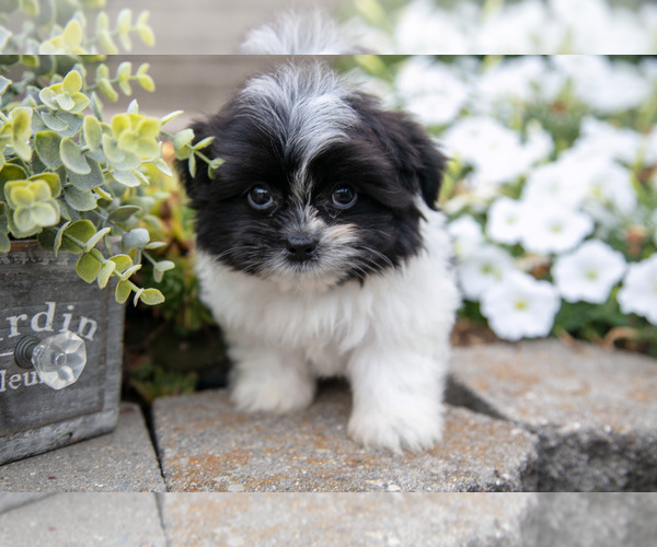 Medium Photo #1 Shiranian Puppy For Sale in MIDDLEBURY, IN, USA