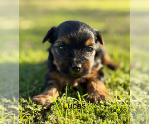 Yorkshire Terrier Puppy for sale in HILLSBORO, TX, USA