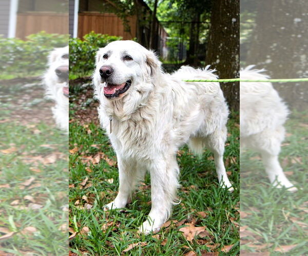 Medium Photo #4 Great Pyrenees Puppy For Sale in Spring, TX, USA