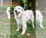 Small #3 Great Pyrenees