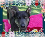 Small German Shepherd Dog Mix
