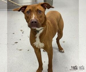 Retriever -Unknown Mix Dogs for adoption in Washington, DC, USA
