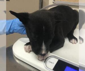 Borador Dogs for adoption in Conroe, TX, USA