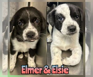 Mutt Dogs for adoption in Woodbury, NY, USA