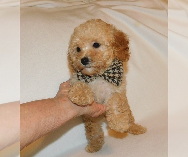Medium Photo #5 Poodle (Toy) Puppy For Sale in WARRENSBURG, MO, USA