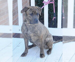 Fudge - Female Retriever -Unknown Mix Dog for Adoption - Photo #3