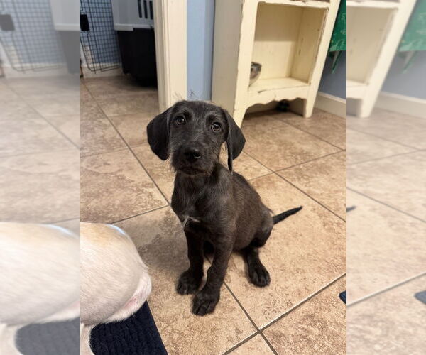 Medium Photo #6 Mutt Puppy For Sale in Claremore, OK, USA