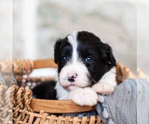 Portuguese Water Dog Puppy for sale in STEVENS, PA, USA