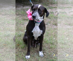 Plexie - Female Lab-Pointer Dog for Adoption - Photo #3
