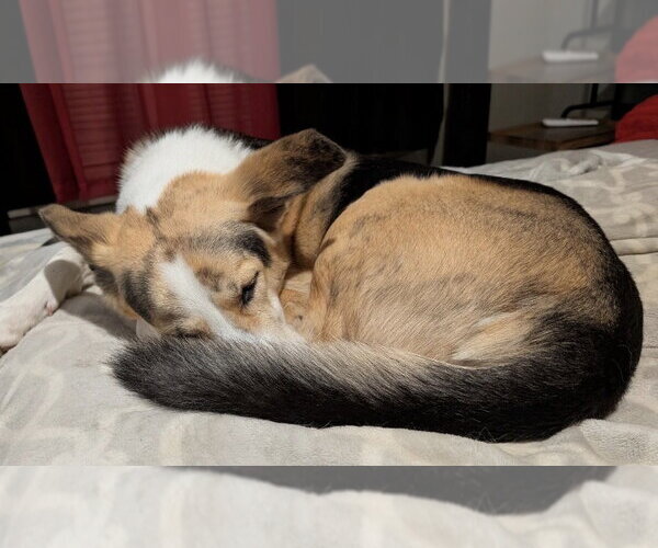 Medium Photo #4 Collie-Unknown Mix Puppy For Sale in Omaha, NE, USA