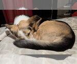 Small #3 Collie Mix
