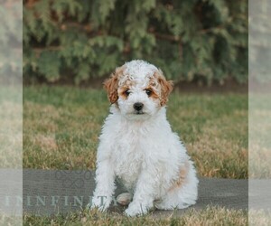 Poodle (Miniature) Puppy for sale in HONEY BROOK, PA, USA