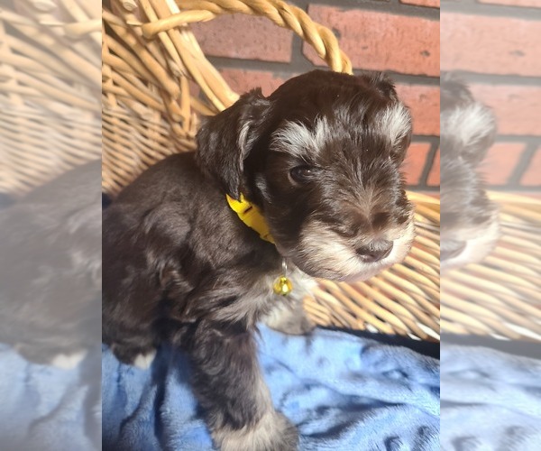 Medium Photo #2 Schnauzer (Miniature) Puppy For Sale in HUMESTON, IA, USA