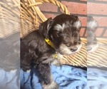 Small #1 Schnauzer (Miniature)