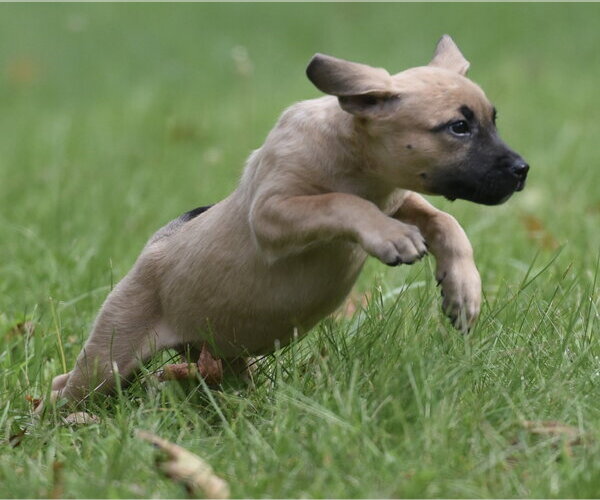 Medium Photo #5 Boxer-Unknown Mix Puppy For Sale in Mechanicsburg, PA, USA