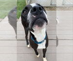 Small #13 American Pit Bull Terrier Mix