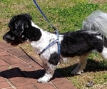 Small Photo #7 Havanese Puppy For Sale in WINSTON SALEM, NC, USA