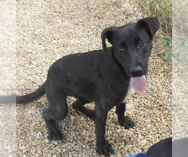 Medium Photo #3 Feist Terrier-Unknown Mix Puppy For Sale in Anniston, AL, USA