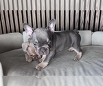 Small #1 French Bulldog