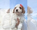 Small #15 Goldendoodle (Miniature)