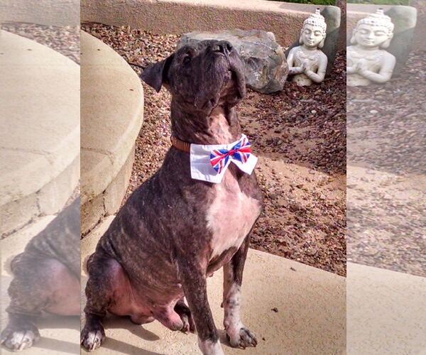 Medium Photo #1 American Bulldog-Chinese Shar-Pei Mix Puppy For Sale in Oro Valley, AZ, USA