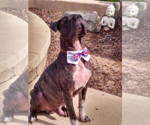 American Bulldog-Chinese Shar-Pei Mix Dogs for adoption in Oro Valley, AZ, USA