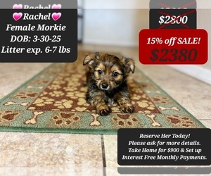 Morkie Puppy for sale in TUCSON, AZ, USA