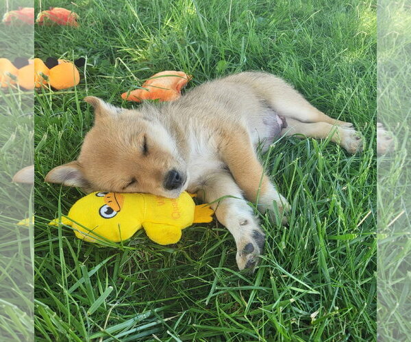 Medium Photo #1 Australian Kelpie-Golden Retriever Mix Puppy For Sale in Germantown, OH, USA